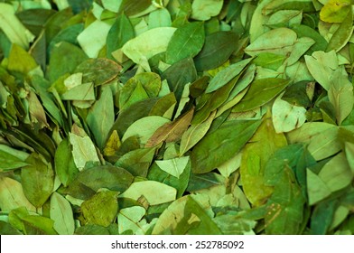 Coca Leaves