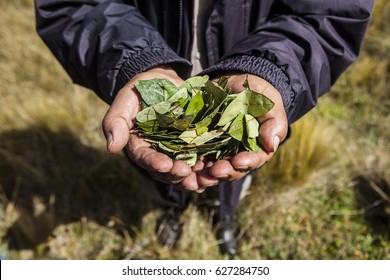 Coca Leaves