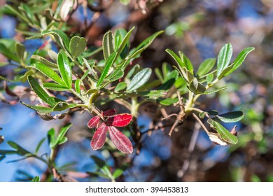 Coca Leaves On Trees In Andes Mountains In Peru, Columbia And Bolivia