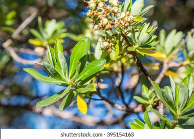 Coca Leaves On Trees In Andes Mountains In Peru, Columbia And Bolivia