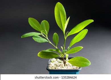 Coca Plant, Erythroxylum Coca, Growing In A Tub Showing A Closeup Of The Leaves From Which Cocaine Is Derived And Which Are Chewed Dried As A Stimulant