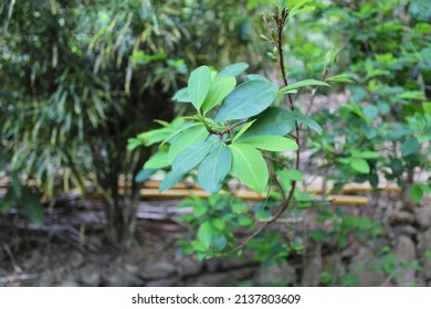 Coca Plant Leaves In The Peruvian Jungle
