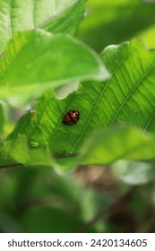 Cocci beetle or with the Latin name Coccinella transverse is on green leaves