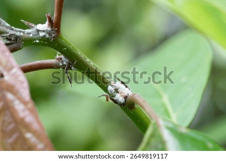 Coccids scale insects attack on tropical tree branch in the garden. They are commonly known as soft, wax or tortoise scales. Mealybug - dangerous small sap sucking pest that destroys trees and plants