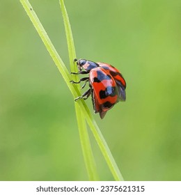 Coccinella transversalis, commonly known as the transverse ladybird or transverse lady beetle is a species of ladybird beetle found from India