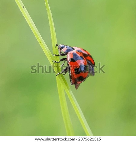 Coccinella transversalis, commonly known as the transverse ladybird or transverse lady beetle is a species of ladybird beetle found from India