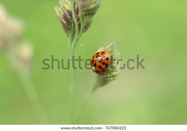 Coccinelle Asiatique Multicolore Harmonia Axyridis Stock Photo Edit Now