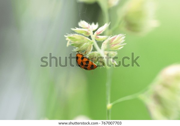 Coccinelle Asiatique Multicolore Harmonia Axyridis Stock Photo Edit Now