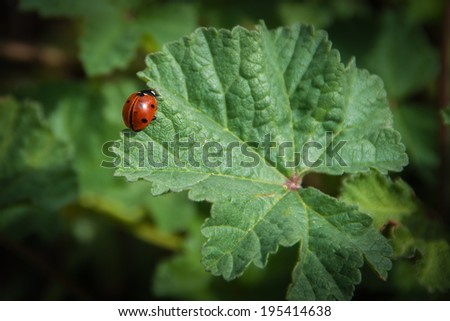 Coccinellidae are known colloquially as ladybirds , ladybugs or lady cows, among other names