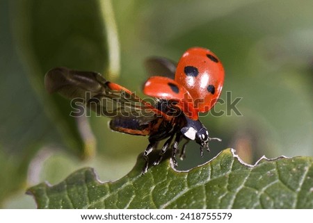 Coccinellini is on plant, green leaf with dew drop sparkling like diamonds, eating leaf and trying to fly with his beautiful wings, top view