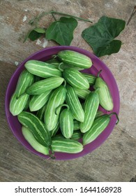 Coccinia Grandis Or Ivy Gourd