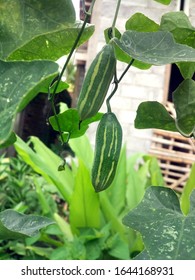 Coccinia Grandis Or Ivy Gourd