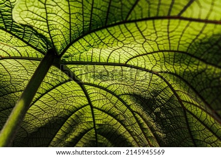 Coccoloba pubescens green leaf with red veins texture, close up. Nature vegetation background with  largeleaf or mountain-grape or  Eve's umbrella plant. Green grandleaf seagrape plant. 