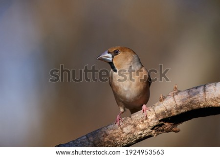 Similar – Hawfinch