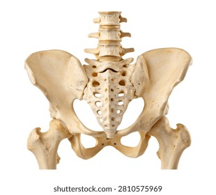 Coccyx Single Coccyx Bone Presented In Side Pro Isolated On White Background