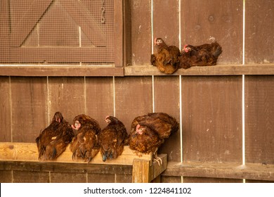 Chicken Roost Images Stock Photos Vectors Shutterstock