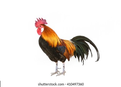 421 Female junglefowl Images, Stock Photos & Vectors | Shutterstock