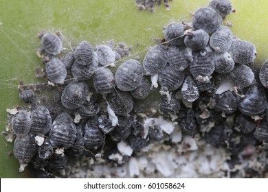 Cochineal, Dactylopius Coccus