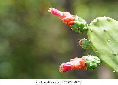 Cochineal Nopal Cactus Opuntia Cochenillifera Purple Stock Photo ...