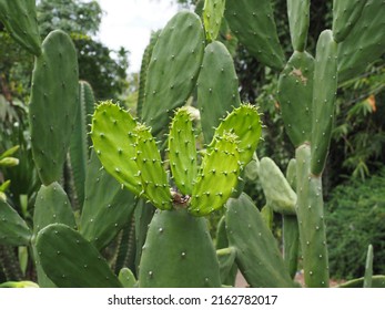Cochineal nopal cactus or Opuntia cochenillifera.is a species of cactus in the subfamily Opuntioideae. Green plant cactus with spines and dried flowers. It is endemic to Mexico
