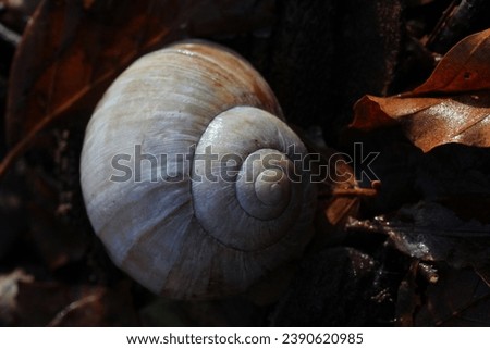 cochlea snail shell in autumn leaves