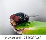 Cochliomyia hominivorax, the New World screw-worm fly, or screw-worm for short, is a species of parasitic fly that is well known for the way in which its larvae (maggots) eat the living tissue.