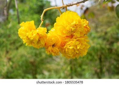 Cochlospermum Regium, Tabebuia Also Known As Yellow Cotton Tree, Is A Flowering Plant That Has Its Origins In Cerrado Tropical Savanna Of South America, But Now It Is Also Common In Southeast Asia.