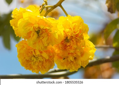 Cochlospermum Regium, Tabebuia Also Known As Yellow Cotton Tree, Is A Flowering Plant That Has Its Origins In Cerrado Tropical Savanna Of South America, But Now It Is Also Common In Southeast Asia.