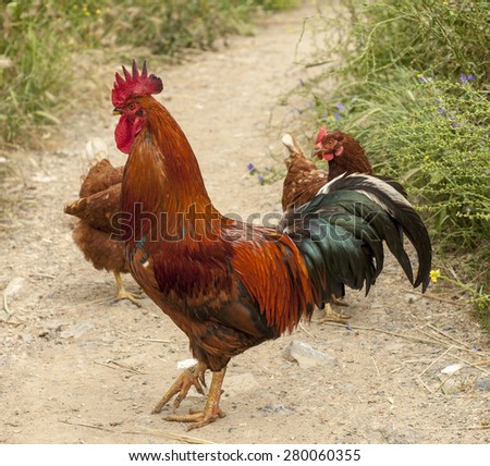 Similar – Image, Stock Photo Chicken Nuggets Animal
