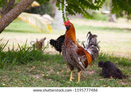 Pouze velký cocks.com