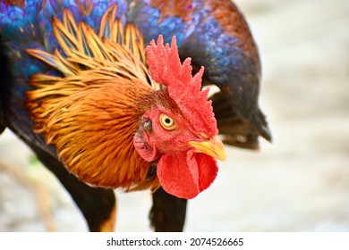 cock close up portrait. cockerel colorful head. Isolated fighting rooster with copy space