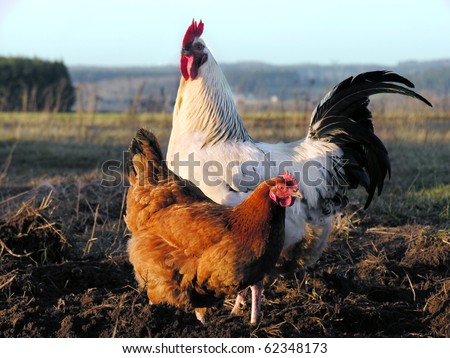           Cock and hen