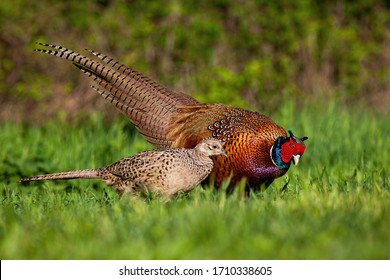 Cock and hen of common pheasant, phasianus colchicus, in mating season at sunset. Concept of gentle love between animals in nature. Two wild birds in courting.