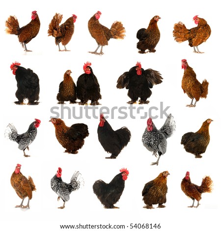 cock and hen on a white background