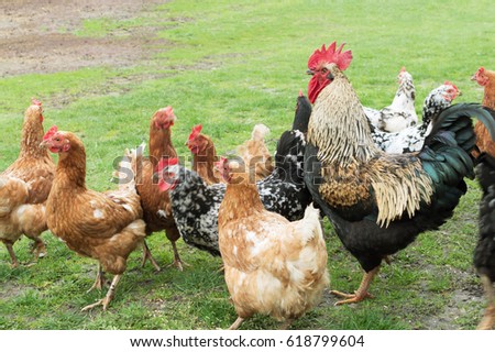 Similar – Chickens on meadow. Food