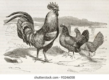 Cock old illustration (Gallus gallus domesticus). Created by Sargent, published on Merveilles de la Nature, Bailliere et fils, Paris, ca. 1878