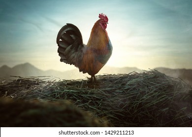 Cock on the dung heap