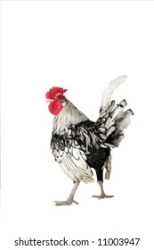 Cock On White Background Stock Photo 11003947 | Shutterstock