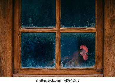 Chickens And Vintage Chicken Coop Images Stock Photos Vectors