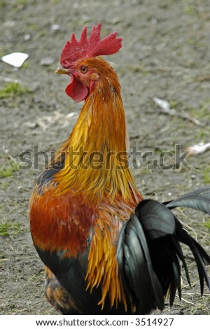 Similar – Image, Stock Photo Beautiful rooster on nature background