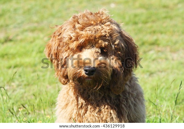 Cockapoo Stock Photo 436129918 | Shutterstock
