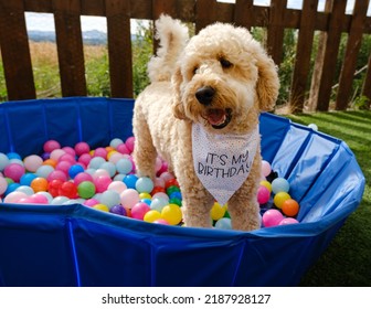 Cockapoo Dog In Ball Pit On Birthday