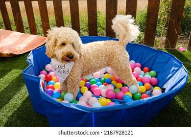 Cockapoo Dog Having Fun In Ball Pit On Birthday