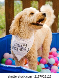 Cockapoo Dog Having Fun In Ball Pit On Birthday