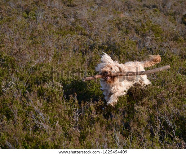 Cockapoo Dog Long Messy Sandy Coloured Stock Photo 1625454409 ...