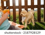 Cockapoo dog looking at bubbles on birthday