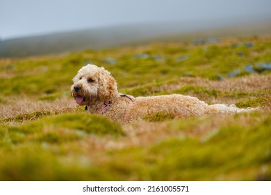 839 Dog lying on hill Images, Stock Photos & Vectors | Shutterstock