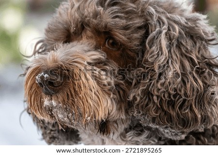 Cockapoo dog playing in a snowy back garden