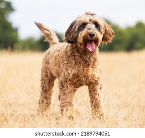 Cockapoo dog standing and looking alert with an out of focus background. UK.