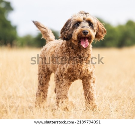 Cockapoo dog standing and looking alert with an out of focus background. UK.